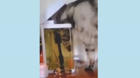 funny cat video