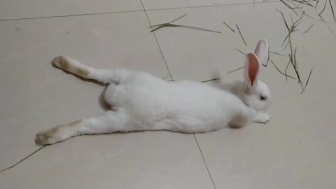 Rabbit this posture, arrogant and ecstasy