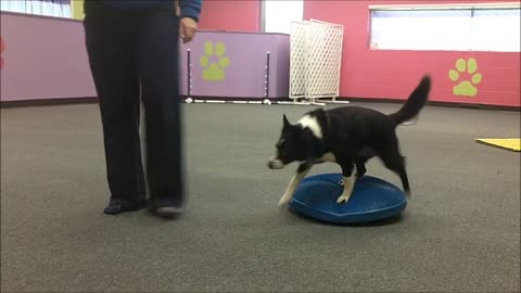 Dog Conditioning - Back Up