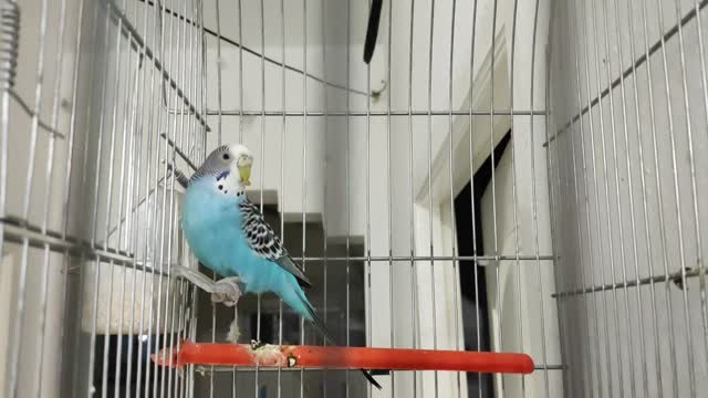 Funny budgerigars