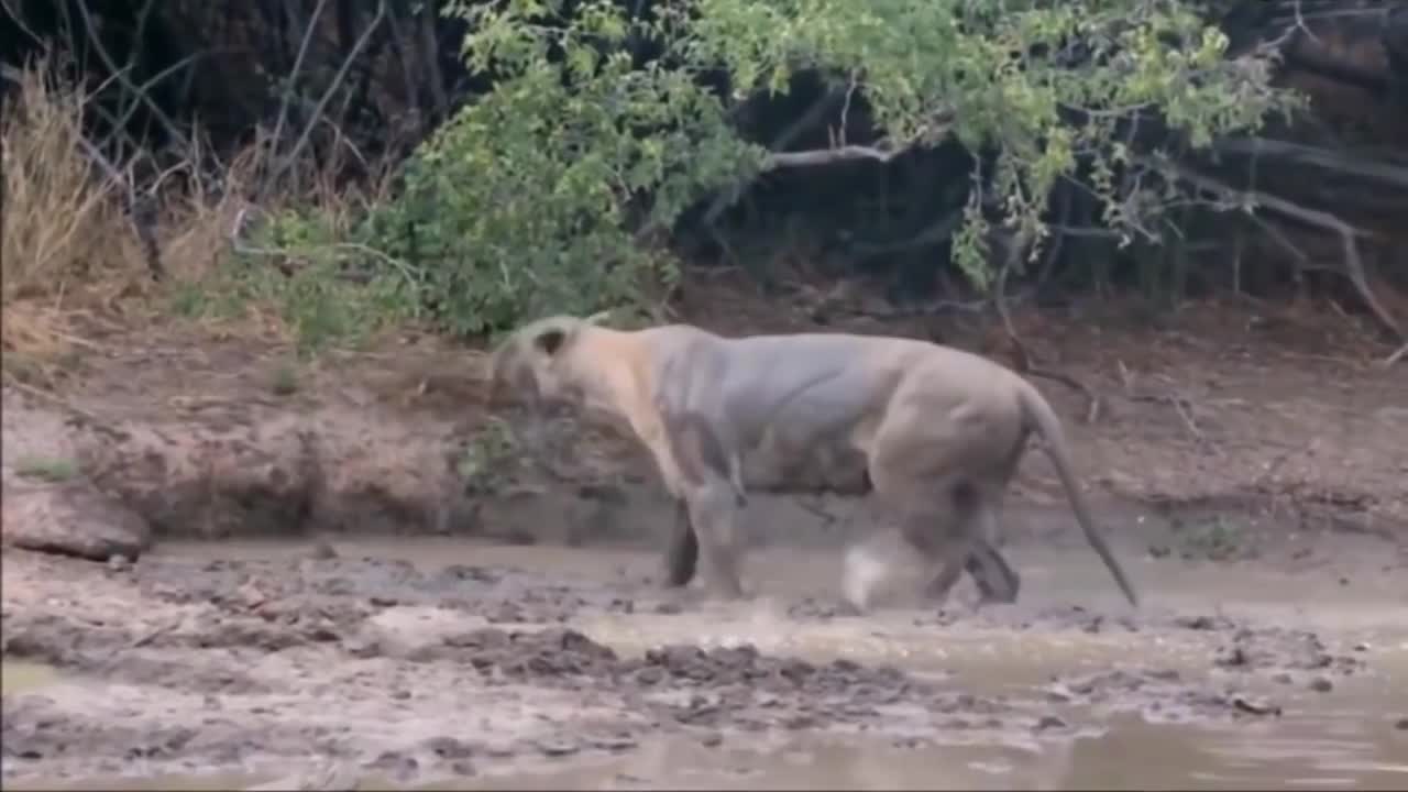 What the hell is going on with that lion?