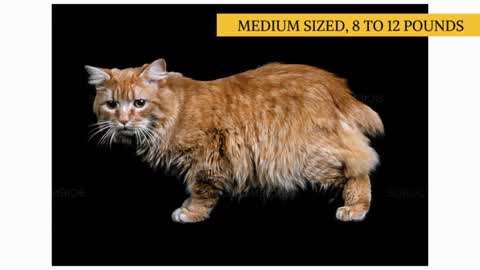 Breed and Personality of the Cymric Cat!