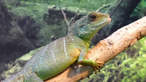 Agama lizard camouflaging by changing colours.