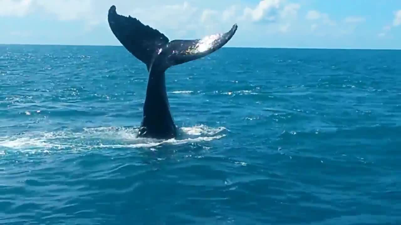 humpback whale