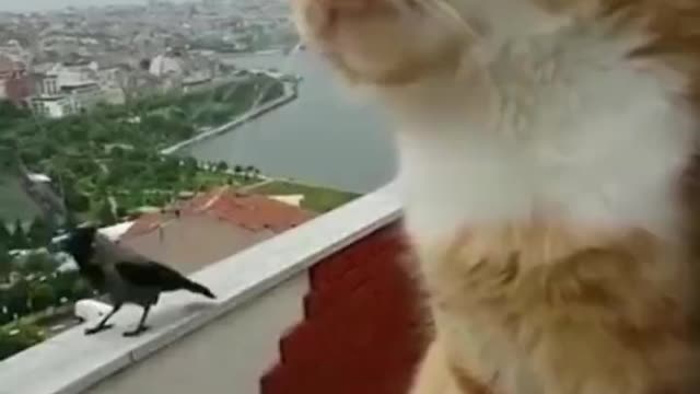 Hilarious act of cat and the crow