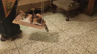 Kitty Enjoys Swinging the Time Away