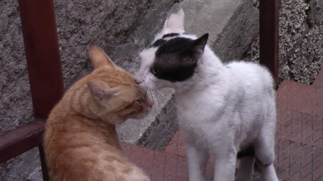 Two cats who are arguing