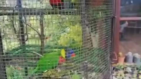 Lovely parrot sing 🦜🦜