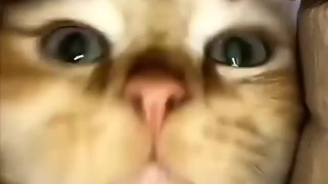 Good meowing