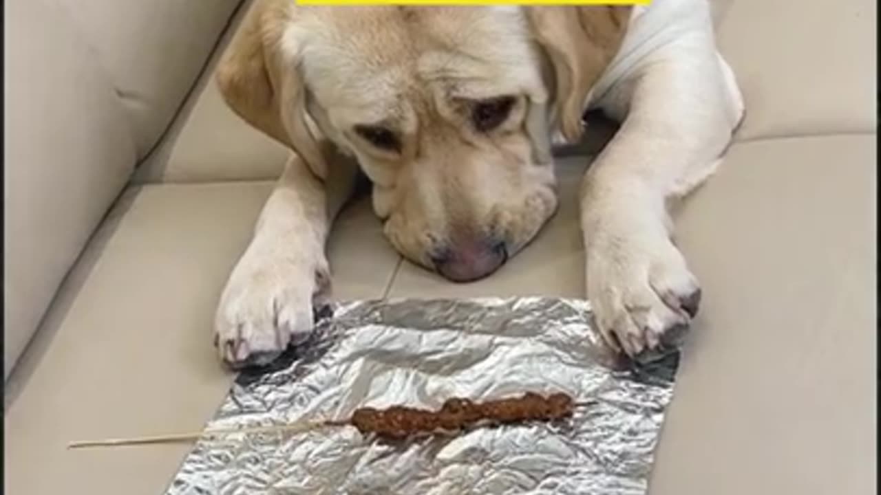 Innocent dog