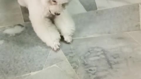 White poodle flips over on floor