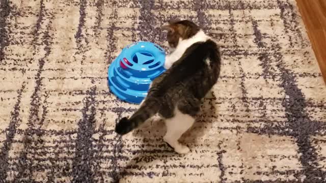 Cat's new Christmas present.
