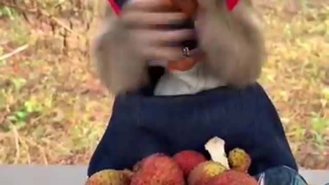 Cuty monkey , so funny 🥰