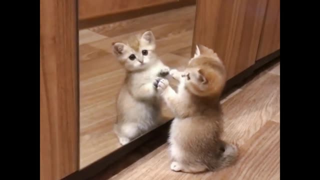 The cat looks in the mirror and the dog plays with donuts