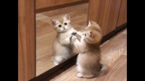 The cat looks in the mirror and the dog plays with donuts