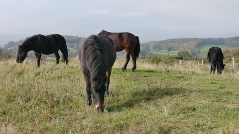 Black ponies