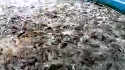 Effective system to grow catfish (clarias batrichus)