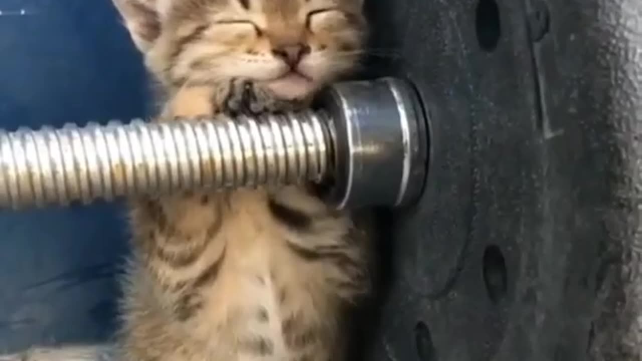 Cute cat