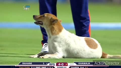 Ipl funny dog moment 🐕😂