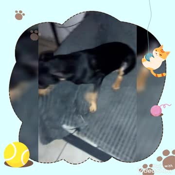 Cutest Pincher Puppy in the Universe