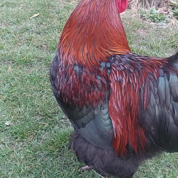 Sapphire doesn't want to listen to me...