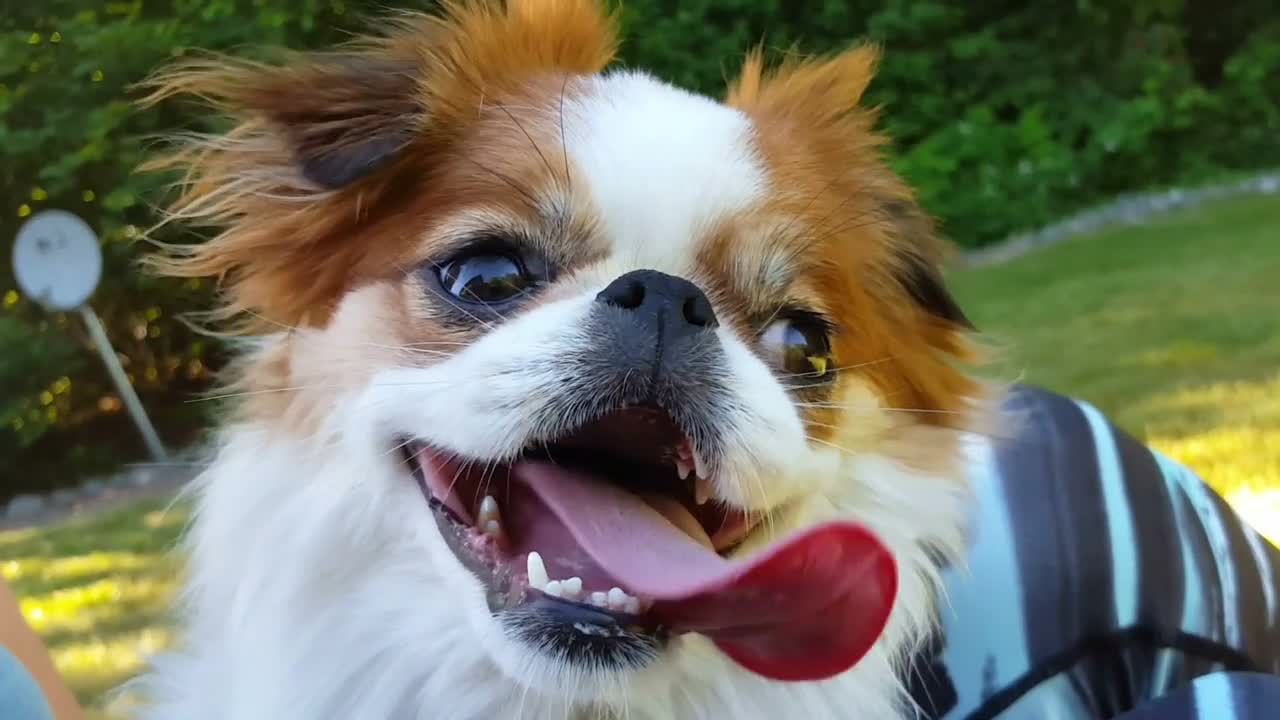 Panting Japanese Chin purebred dog