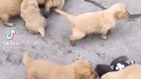 Cute and Funny Dog Videos