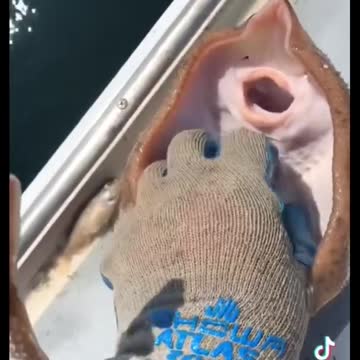 how to tickle a fish that made you laugh