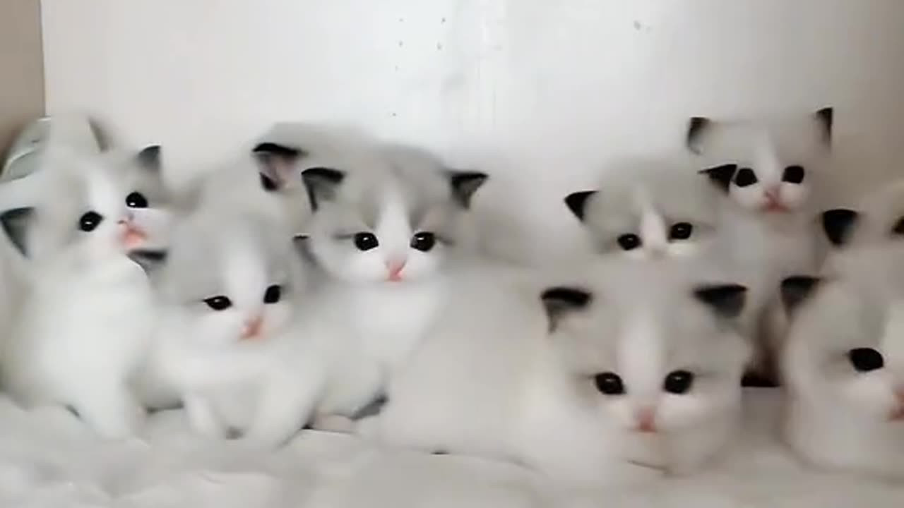 Cute cats