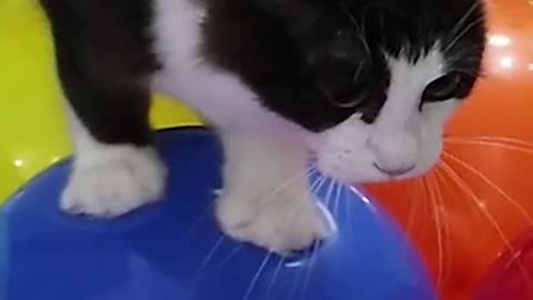 Funny cat with balloon