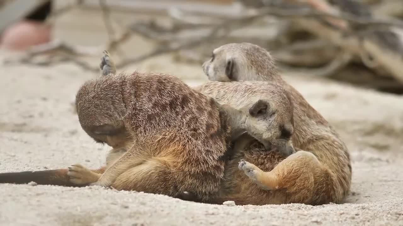 Video de animales con música de fondo