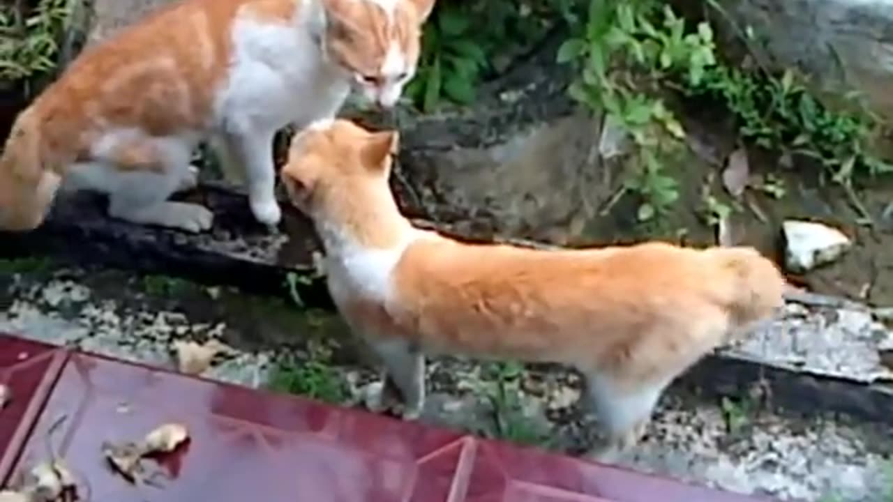 Exciting fight between cats