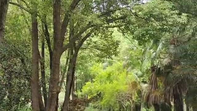 The garden scenery is lush and dense with plants