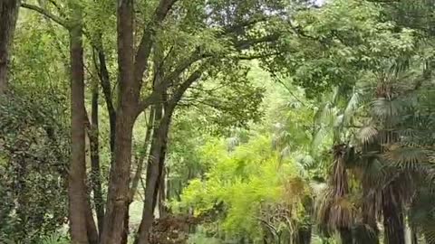 The garden scenery is lush and dense with plants