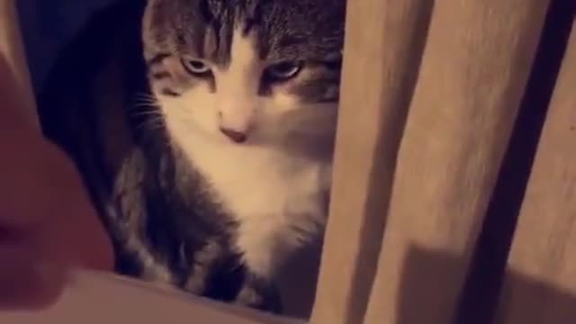 Cat correctly read meow read from paper.