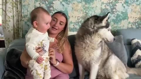 Husky Thinks She’s My Babies Mum!