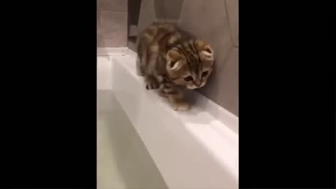 Best Funny Animals Video 2022 - Newest Cats😹 and Dogs🐶 Videos of the Week!