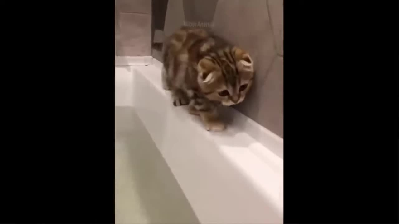 Best Funny Animals Video 2022 - Newest Cats😹 and Dogs🐶 Videos of the Week!