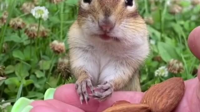 The squirrel eats chestnuts to the beat of the count