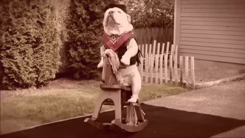 Bulldog funny