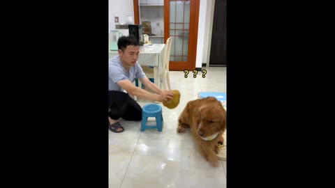 Lovely pet