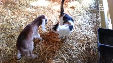 Diversão animal na fazenda!