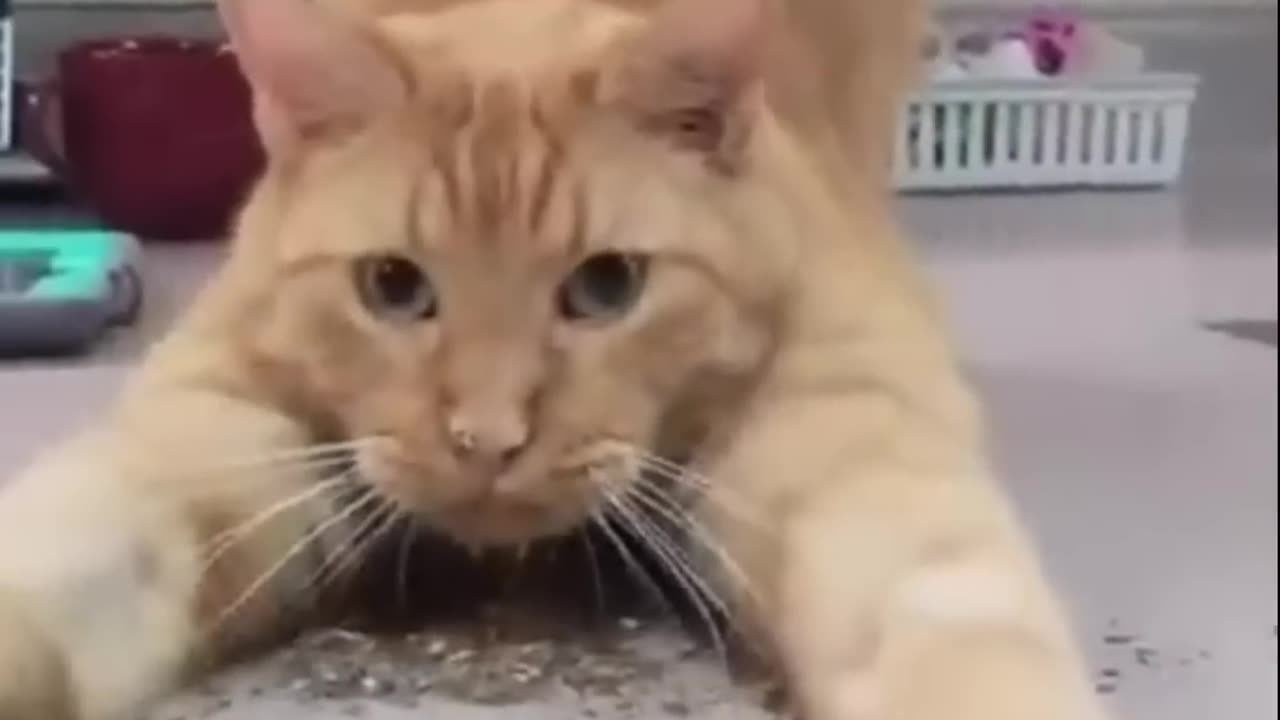 The_best_😂funny_videos_with_😺🐶cats,_dogs