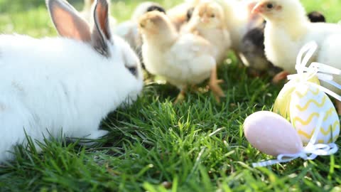 Rabbit and chicks