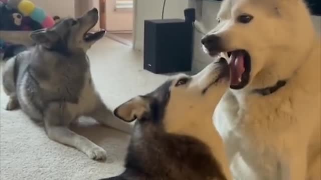 Laugh out loud🤣