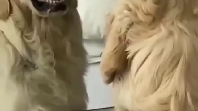 A dog's smile