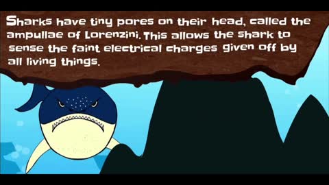 Shark science of marine life