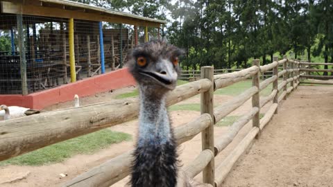 Closeup view of An Emu In Slow Motion