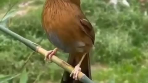 Amazing bird