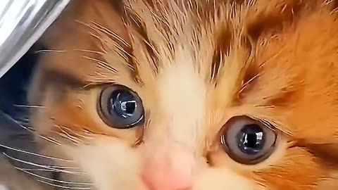 Cute cat